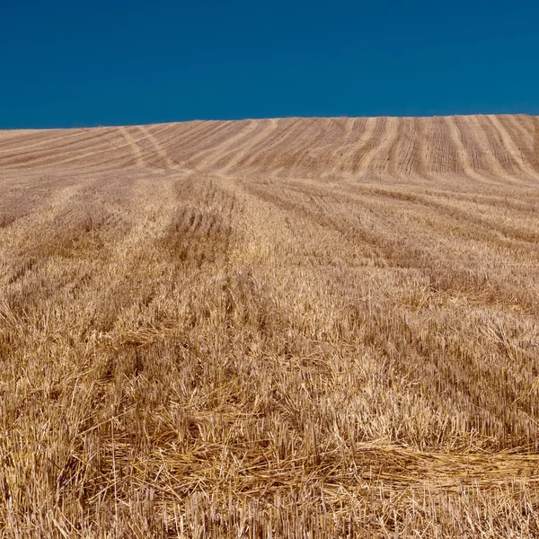 Harvested field — Stock Photo, Image