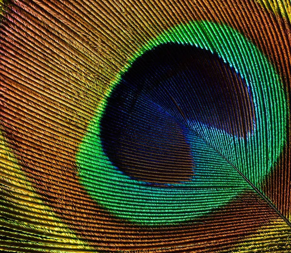 Peacock feather (detail of eyespot) — Stock Photo, Image