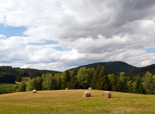 Summer landscape — Stock Photo, Image