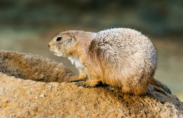 Cão-da-pradaria de cauda-preta — Fotografia de Stock