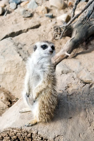 Meerkat lub suricate — Zdjęcie stockowe