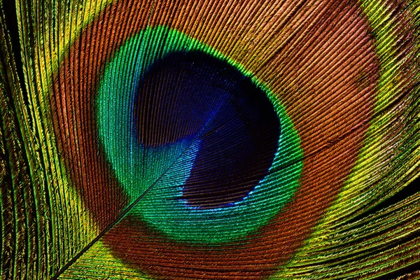 Peacock feather (detail of eyespot) — Stock Photo, Image