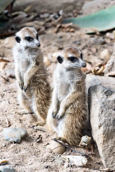 Szurikáta vagy suricate — Stock Fotó