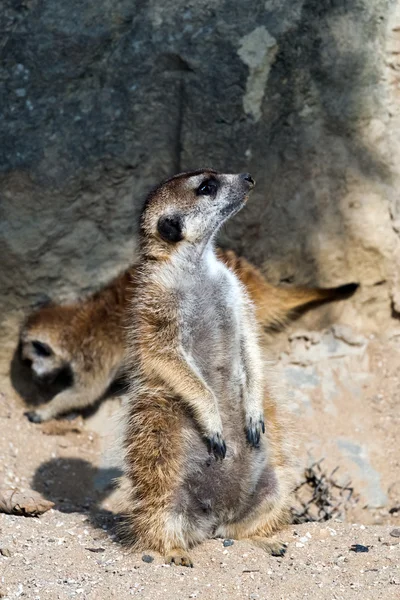 猫鼬或 suricate — 图库照片