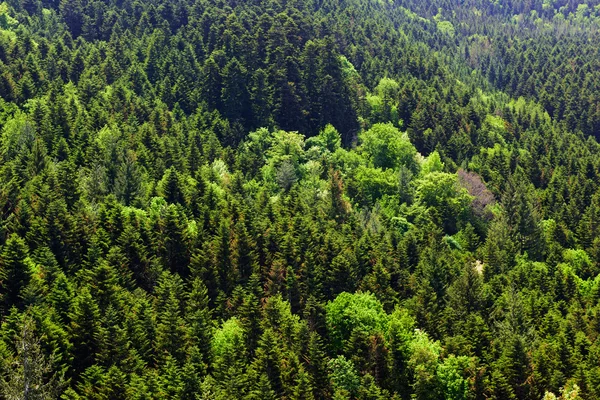 Jarní les. Toskánsko, Itálie — Stock fotografie