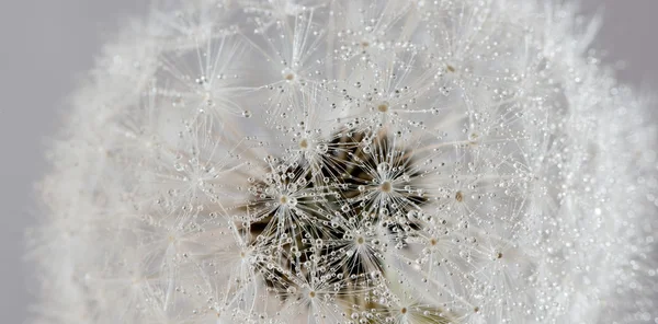 Dandelion with water drops (abstract backdrop) — Stock Photo, Image