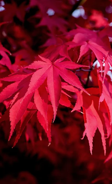 Hojas rojas de otoño — Foto de Stock