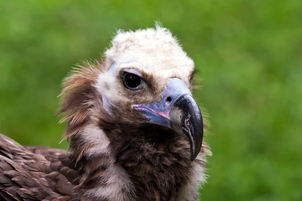 Head of vulture — Stock Photo, Image