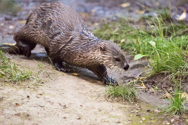 Otter on shore — Stock Photo, Image