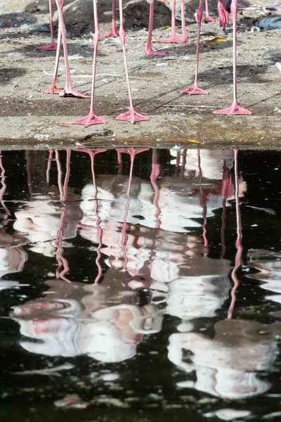 Gruppe von Flamingos — Stockfoto