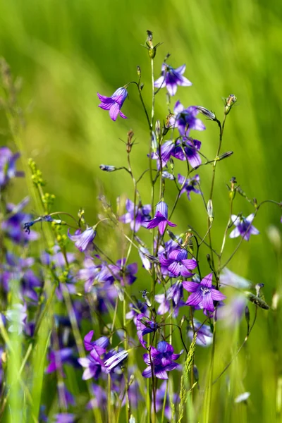 Espalhando bellflower na grama — Fotografia de Stock