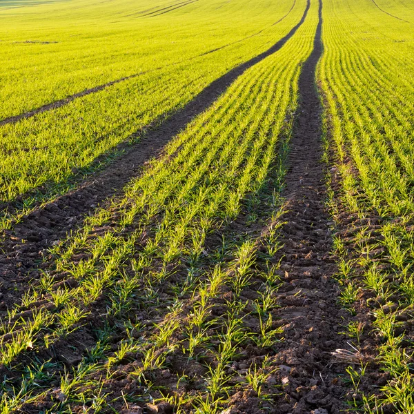 Campo autunnale. Coltivazione invernale — Foto Stock