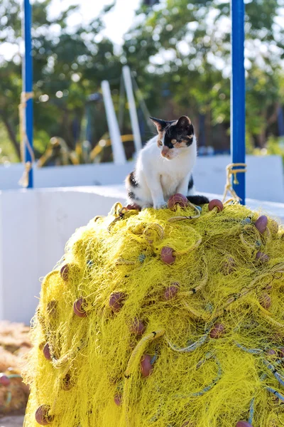 Cat and fishing net — Stok fotoğraf