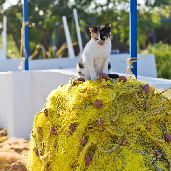 Gatto e rete da pesca — Foto Stock