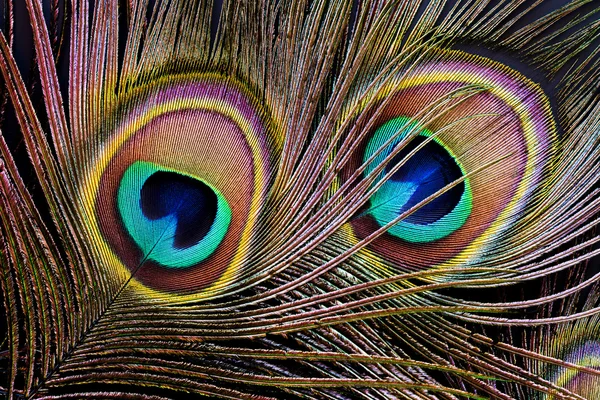 Peacock feather (detail van eyespot) — Stockfoto