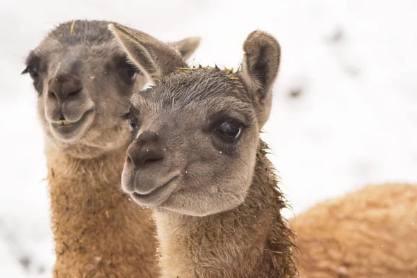 南美野生羊驼 (lama guanicoe) — 图库照片