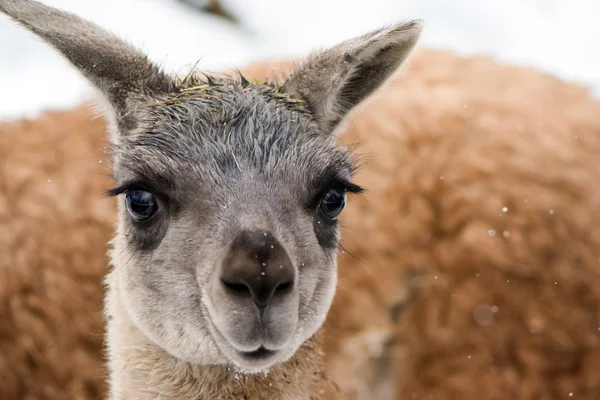 Guanaco (lama guanicoe) — Fotografia de Stock