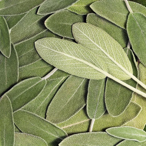 Salvia (sage, also called garden sage, or common sage) — Stock Photo, Image