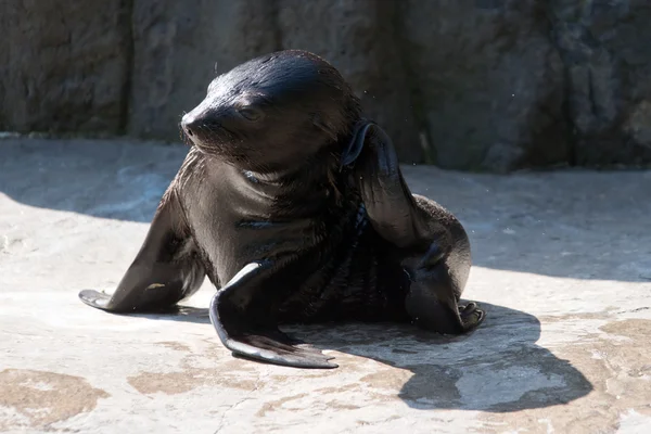 Foca de pele marrom — Fotografia de Stock