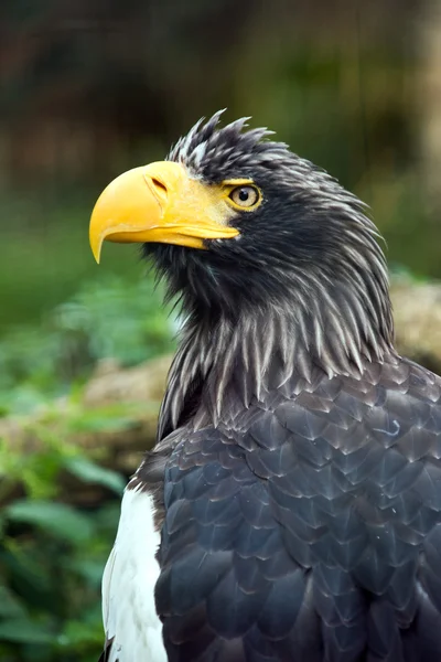 Steller's sea eagle — Stock Photo, Image