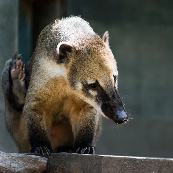 Zuid-Amerikaanse Coati, of Ringstaart Coati — Stockfoto