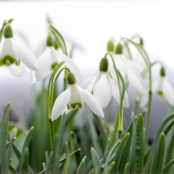 Gotas de neve no início da primavera — Fotografia de Stock