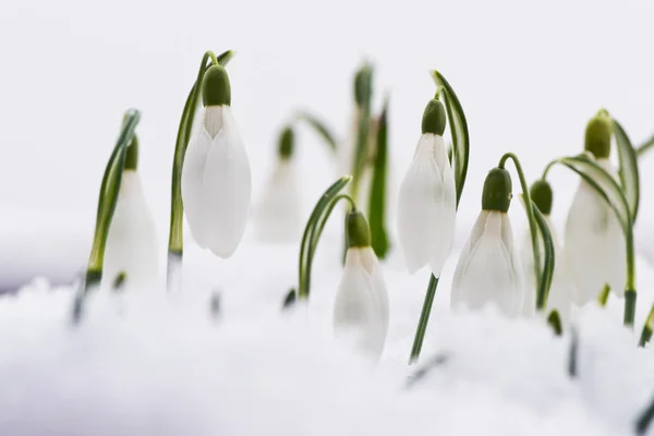 Gotas de neve na neve — Fotografia de Stock