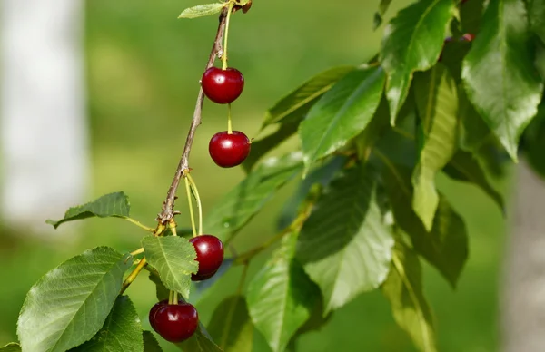 Riped red cherry in garden — Stock Photo, Image