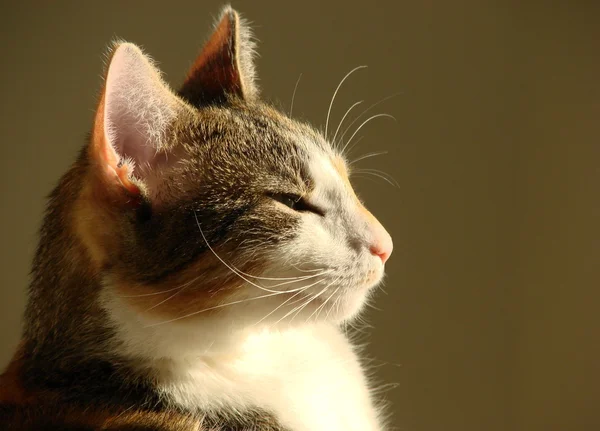 Katze im Sonnenschein — Stockfoto