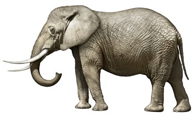 Elephant clipart