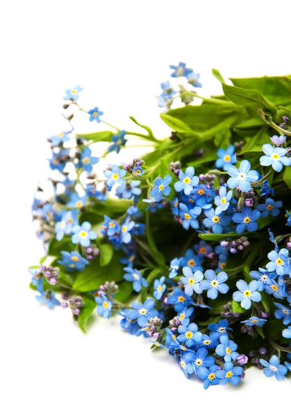 Zapomnij o mnie kwiatów niezapominajki — Stockfoto