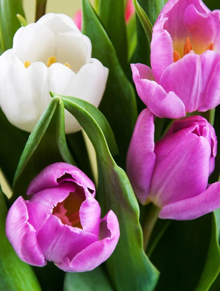 Tulips close up — Stock Photo, Image