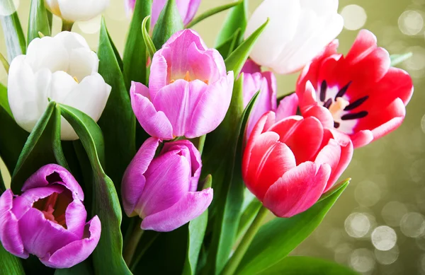 Tulipany z bliska — Zdjęcie stockowe