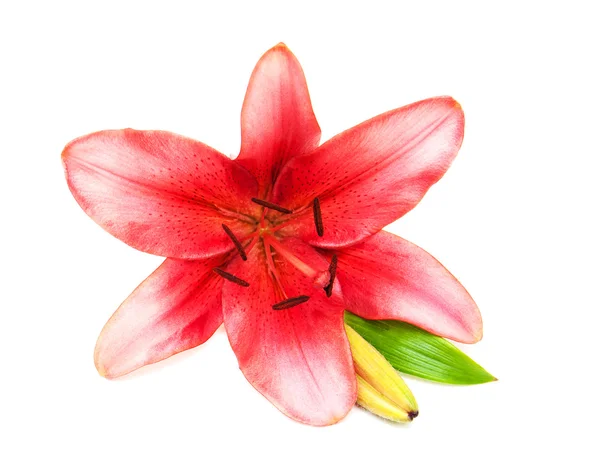 Pink lily isolated — Stock Photo, Image