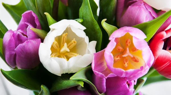 Tulips close up — Stock Photo, Image