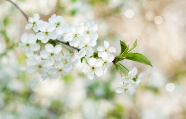 Kiraz bahar çiçeği