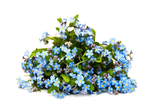 Glöm mig nots blommor — Stockfoto