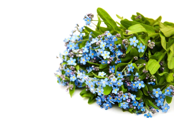 Forget me nots flowers — Stock Photo, Image