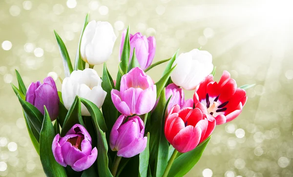 Tulpen aus nächster Nähe — Stockfoto