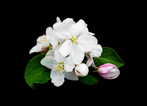 Primavera flor de maçã — Fotografia de Stock