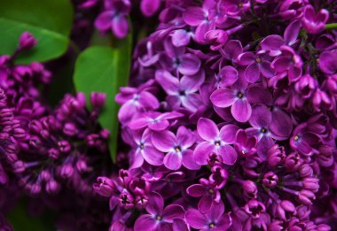 Bahar leylak çiçekleri