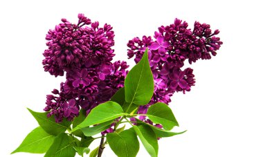 bahar leylağı çiçeği