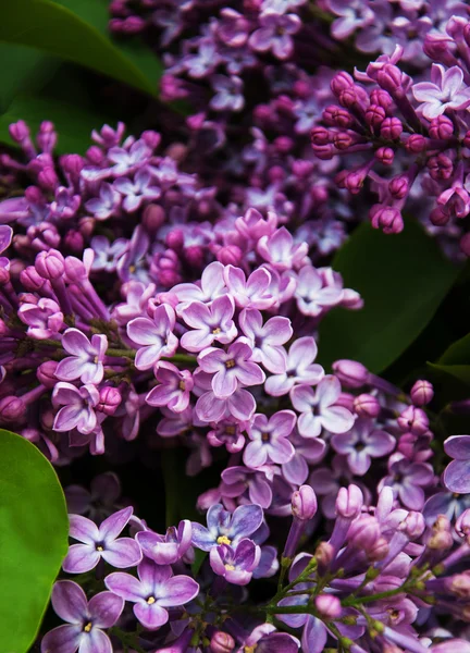 Primavera flores lila — Foto de Stock