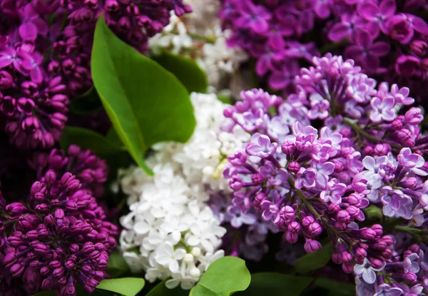 Весняним бузковим квіти — стокове фото