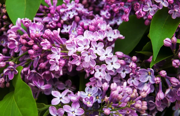 Fiori lilla primaverili — Foto Stock