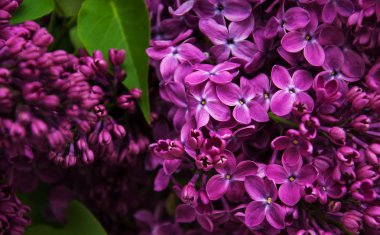 Bahar leylak çiçekleri