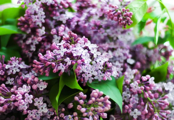 Primavera flores lila — Foto de Stock