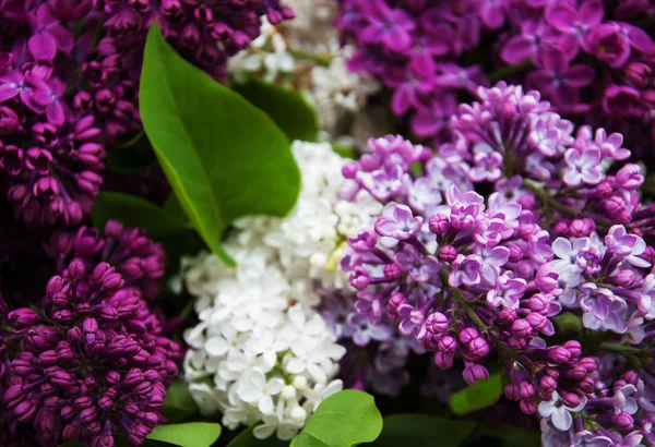 春のライラックの花 — ストック写真