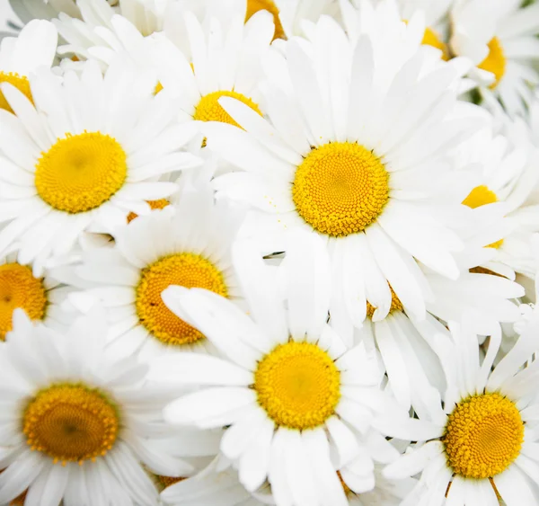 Beautiful daisy flowers close up — Stock Photo, Image