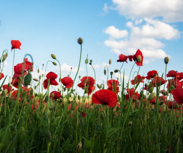 아름 다운 붉은 양 귀 비 꽃과 초원 — 스톡 사진